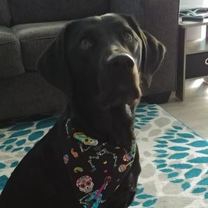 Slide on the collar dog bandana